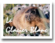 Le Glacier Blanc