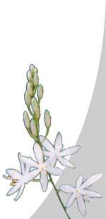 Phalangère lis
